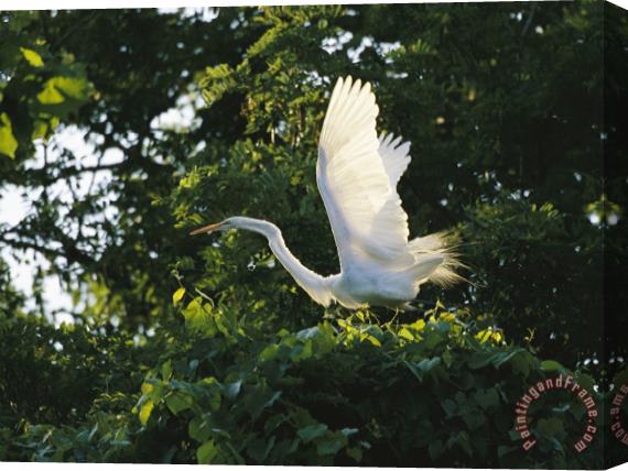 Raymond Gehman A Great Egret Spreads Its Wings in Its Vine Covered Nest Stretched Canvas Painting / Canvas Art
