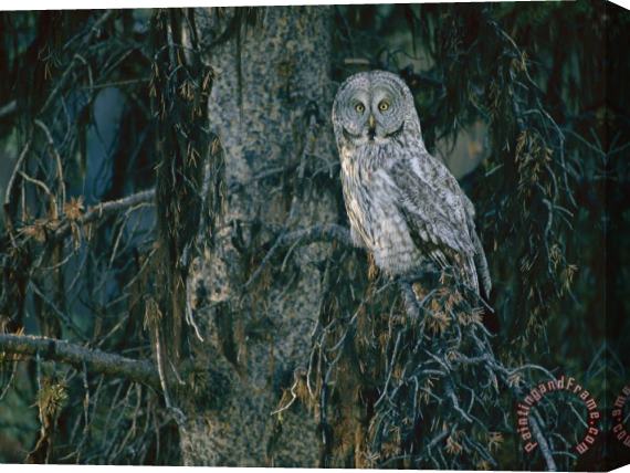 Raymond Gehman A Great Gray Owl Scouts for Prey in Yellowstone Stretched Canvas Print / Canvas Art