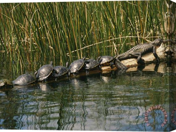 Raymond Gehman A Group of Aquatic Turtles And an American Alligator Bask on a Log Stretched Canvas Painting / Canvas Art