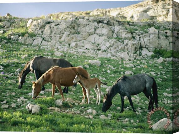Raymond Gehman A Group of Wild Horses Graze in The Pryor Mountains Stretched Canvas Print / Canvas Art