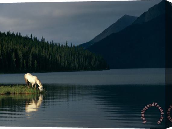 Raymond Gehman A Horse Drinks From a Lake Stretched Canvas Painting / Canvas Art