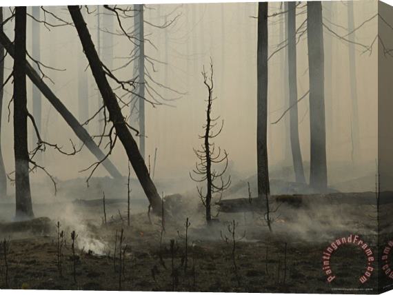 Raymond Gehman A Lodgepole Pine Forest Smoulders Following a Fire Stretched Canvas Print / Canvas Art