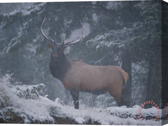 Raymond Gehman A Magnificent Bull Elk Stands Amidst The Snow Stretched Canvas Painting / Canvas Art