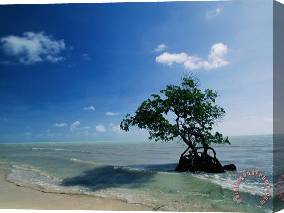 Raymond Gehman A Mangrove Tree Has Establishd Roots in The Shallow Waters of The Long Key State Recreation Area Stretched Canvas Painting / Canvas Art