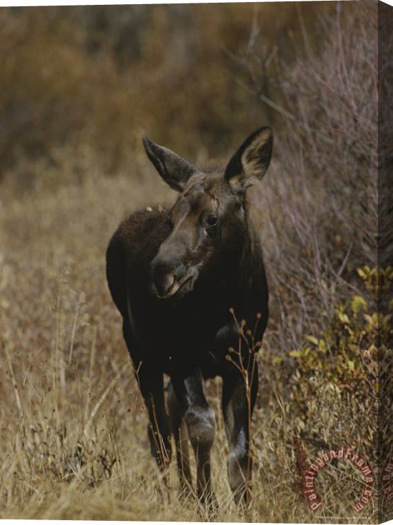 Raymond Gehman A Moose Calf in Grand Teton National Park Stretched Canvas Print / Canvas Art