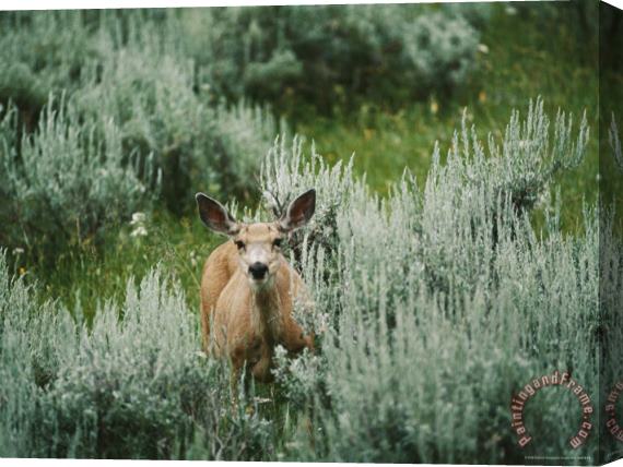 Raymond Gehman A Mule Deer Stops for a Portrait in Bighorn Canyon Stretched Canvas Painting / Canvas Art