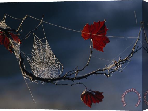 Raymond Gehman A Orb Weaving Spider S Web on a Sycamore Tree Branch Stretched Canvas Print / Canvas Art