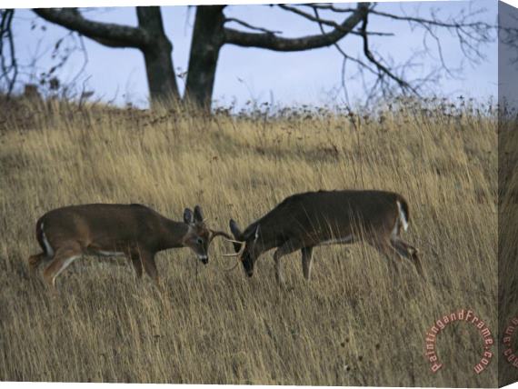 Raymond Gehman A Pair of White Tailed Deer Bucks Butting Heads Stretched Canvas Print / Canvas Art