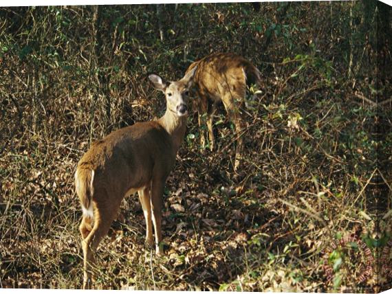 Raymond Gehman A Pair of White Tailed Deer Standing in Tangled Brush Stretched Canvas Print / Canvas Art