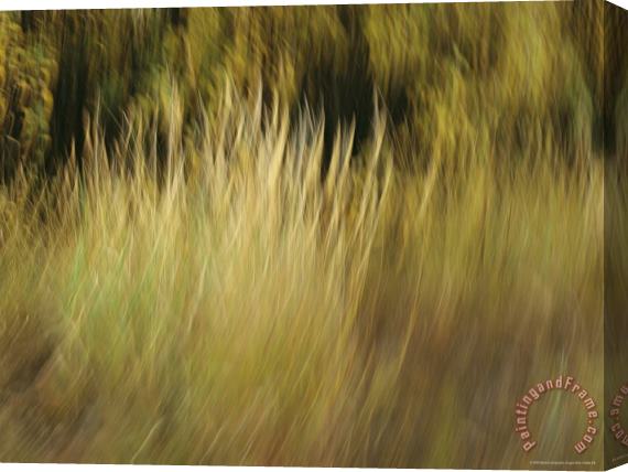 Raymond Gehman A Panned View of Sedges Stretched Canvas Print / Canvas Art