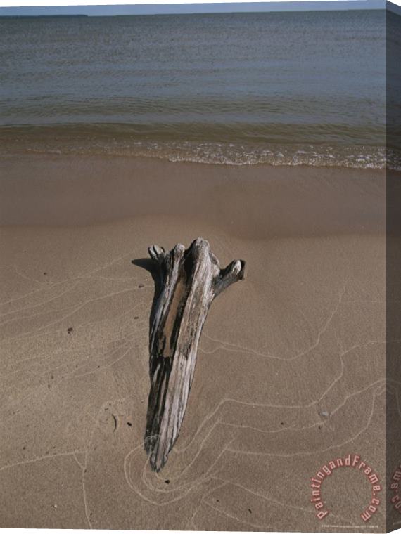 Raymond Gehman A Piece of Driftwood Sits on a Beach Stretched Canvas Print / Canvas Art