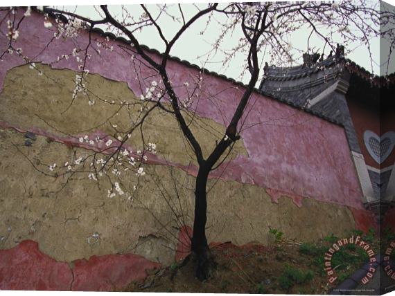 Raymond Gehman A Plum Tree Near The Miao Fengshan Buddhist Temple in Beijing Stretched Canvas Print / Canvas Art
