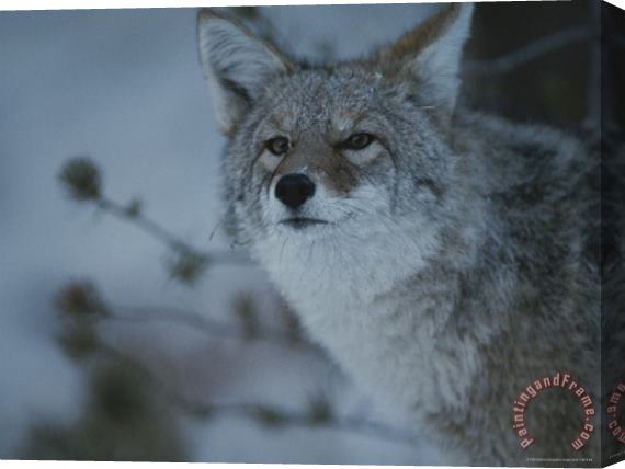 Raymond Gehman A Portrait of a Coyote in Yellowstone National Park Wyoming Stretched Canvas Print / Canvas Art