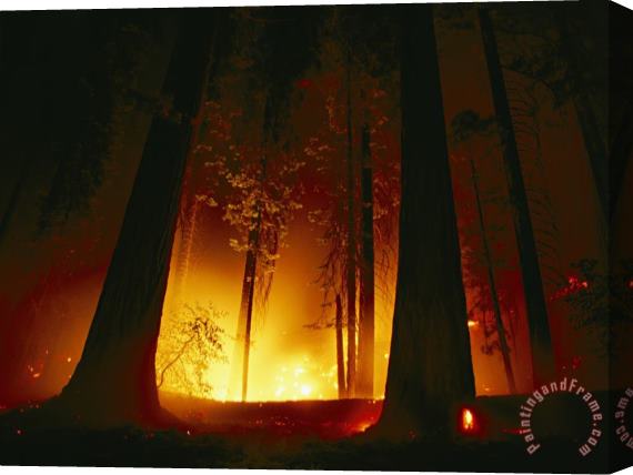 Raymond Gehman A Prescribed Fire Illuminates The Giant Sequoia Trees Stretched Canvas Print / Canvas Art