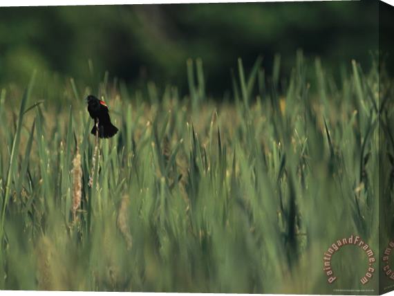Raymond Gehman A Red Wing Blackbird Perched on a Cattail Stretched Canvas Print / Canvas Art
