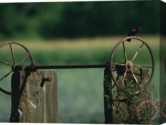 Raymond Gehman A Red Winged Blackbird Perched on The Wheel of a Water Control Device Stretched Canvas Painting / Canvas Art