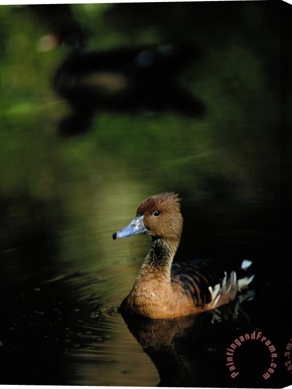 Raymond Gehman A Ruddy Duck Swims Through The Marsh Waters Stretched Canvas Print / Canvas Art