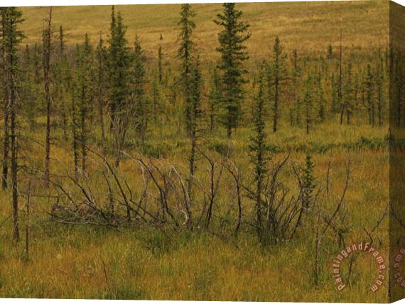Raymond Gehman A Scenic View of a Spruce Bog Stretched Canvas Print / Canvas Art