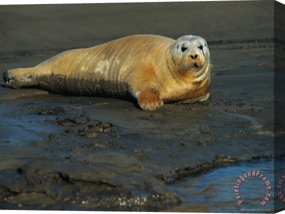 Raymond Gehman A Seal Basks on The Delta Mud Stretched Canvas Print / Canvas Art