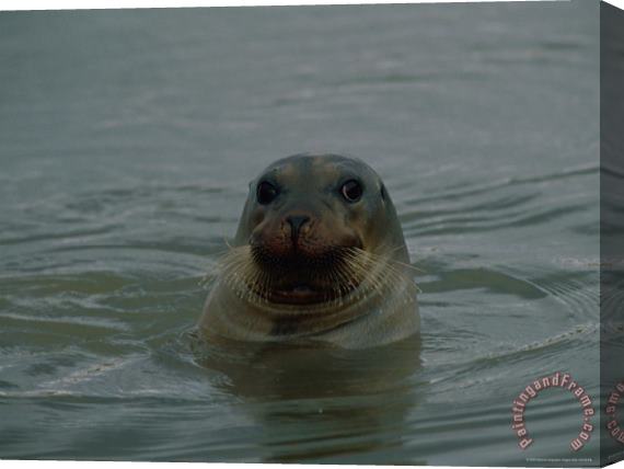 Raymond Gehman A Seal Pokes Its Head Out of The Water Stretched Canvas Print / Canvas Art