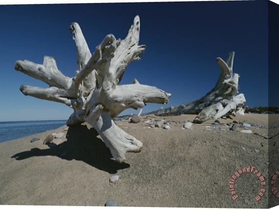 Raymond Gehman A Shot of Some Driftwood on a Beach in The Apostle Islands Stretched Canvas Print / Canvas Art