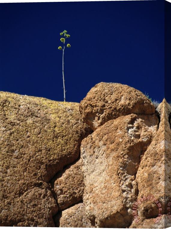 Raymond Gehman A Single Plant Grows From a Crack in a Large Rock Stretched Canvas Print / Canvas Art