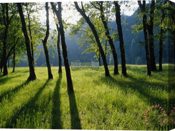 Raymond Gehman A Small Cemetery Located Among a Grove of Trees Stretched Canvas Print / Canvas Art