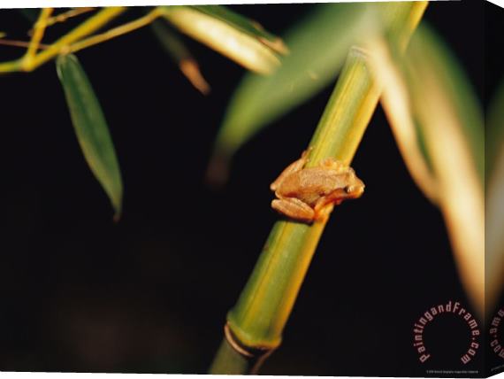 Raymond Gehman A Spring Peeper Frog Perches on a Bamboo Stalk Stretched Canvas Painting / Canvas Art