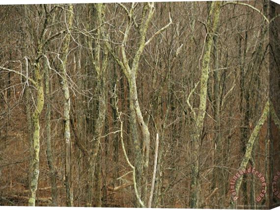 Raymond Gehman A Stand of Bare Trees Covered with Lichens Stretched Canvas Painting / Canvas Art
