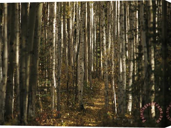 Raymond Gehman A Stand of Birch Trees Show Their Autumn Color in The Boreal Forest Stretched Canvas Print / Canvas Art