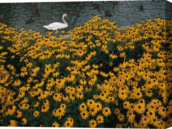 Raymond Gehman A Swan Swims Past a Beautiful Flower Bed Stretched Canvas Print / Canvas Art