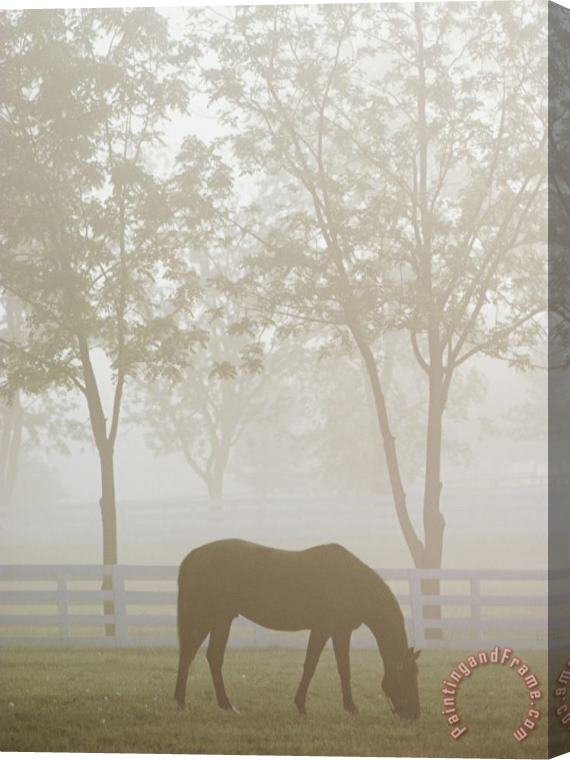 Raymond Gehman A Thoroughbred Gelding Crops The Bluegrass at The Kentucky Horse Park Stretched Canvas Painting / Canvas Art