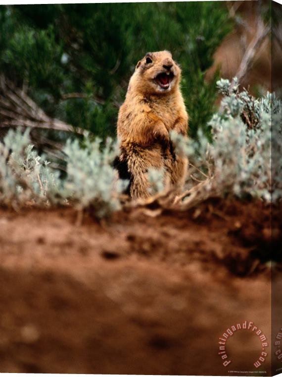 Raymond Gehman A Utah Prairie Dog Vocalizing in Bryce Canyon National Park Utah Stretched Canvas Print / Canvas Art