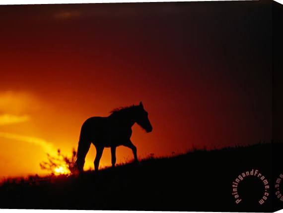 Raymond Gehman A View of a Wild Horse Silhouetted by The Setting Sun Stretched Canvas Print / Canvas Art