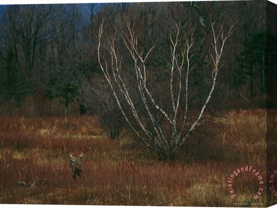 Raymond Gehman A White Tailed Deer Buck Standing Near a Birch Tree in a Meadow Stretched Canvas Print / Canvas Art