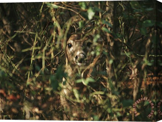 Raymond Gehman A White Tailed Deer Doe Peeking From a Briar Patch Stretched Canvas Painting / Canvas Art