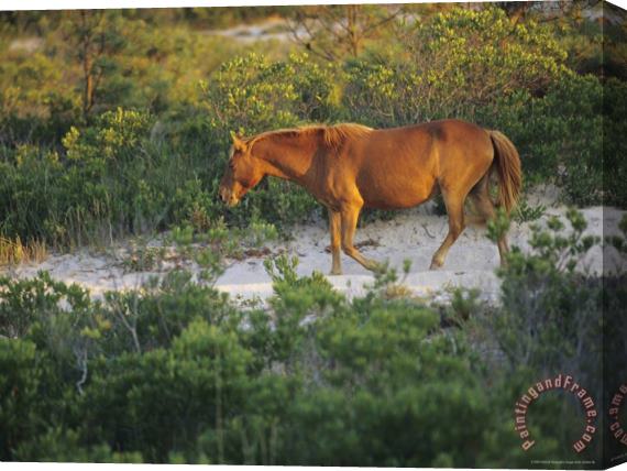 Raymond Gehman A Wild Pony in a Thicket of Brush And Sand Stretched Canvas Print / Canvas Art