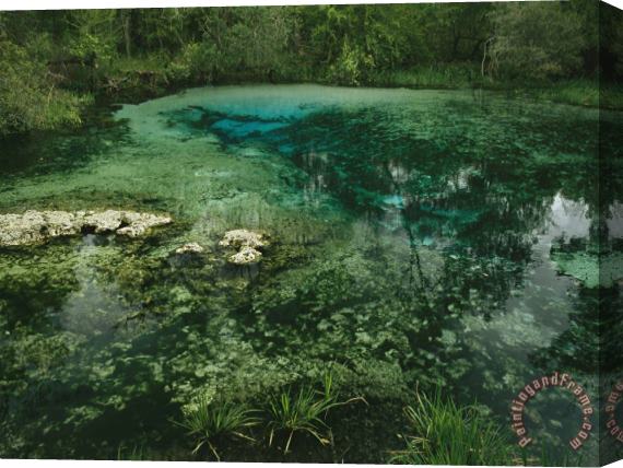 Raymond Gehman Algae Bloom in a Woodland Pond Or Marsh Stretched Canvas Print / Canvas Art