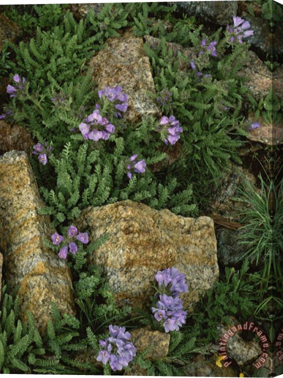 Raymond Gehman Alpine Wildflowers Beartooth Wilderness Wyoming Stretched Canvas Print / Canvas Art
