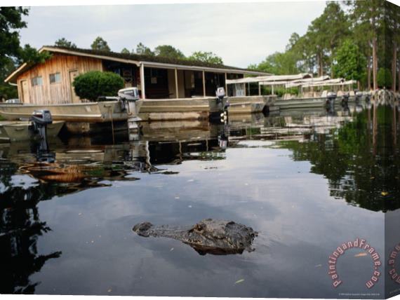Raymond Gehman American Alligator Near Docked Outboard Motorboats Stretched Canvas Painting / Canvas Art