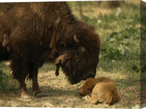 Raymond Gehman American Bison And Her Young Calf Stretched Canvas Print / Canvas Art