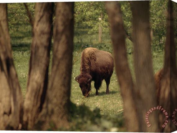 Raymond Gehman American Bison Grazing on Grasses Stretched Canvas Print / Canvas Art