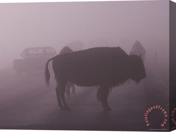 Raymond Gehman American Bison on a Foggy Road in Yellowstone National Park Stretched Canvas Print / Canvas Art