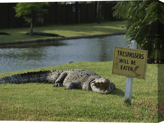 Raymond Gehman An American Alligator on a Lawn Next to a Humorous Warning Sign Stretched Canvas Print / Canvas Art