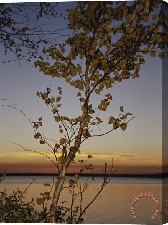 Raymond Gehman An Aspen in Fall Colors Stands in Front of a Lake at Twilight Stretched Canvas Print / Canvas Art