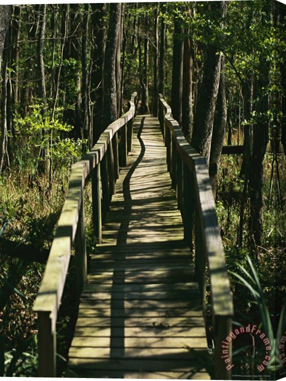 Raymond Gehman An Elevated Board Walkway Crosses a Marshy Spot in a Forest Stretched Canvas Painting / Canvas Art