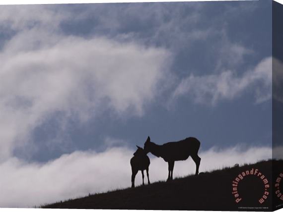 Raymond Gehman An Elk Cow And Her Calf Silhouetted on a Yellowstone Hillside Stretched Canvas Painting / Canvas Art
