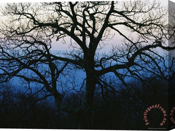 Raymond Gehman An Oak Tree in Silhouette in The Shenandoah Valley Stretched Canvas Print / Canvas Art