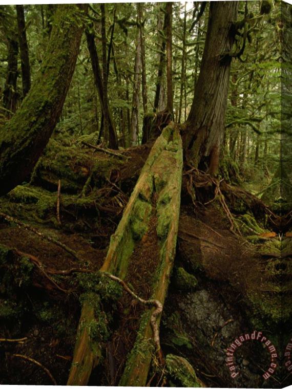 Raymond Gehman An Old Haida Cedar Canoe Found in The Forest Stretched Canvas Painting / Canvas Art