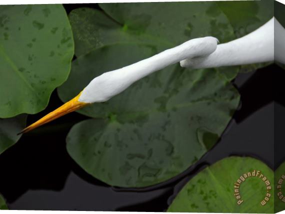 Raymond Gehman An Orange Beaked Great White Egret Hunting Among Wetland Lily Pads Stretched Canvas Print / Canvas Art